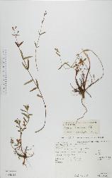 Hypericum linariifolium herbarium specimen showing linear-lanceolate or narrowly oblong-lanceolate leaves.
 © Landcare Research 2010 
